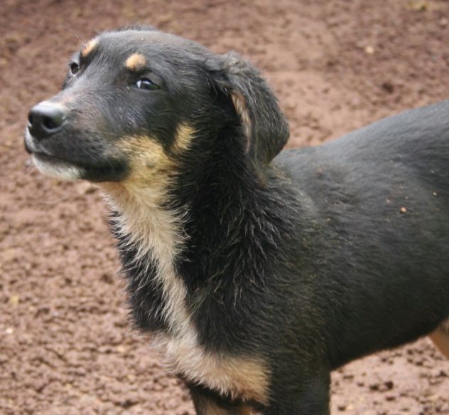 7 adorabili cuccioletti mix Pastore Tedesco - Foto 2