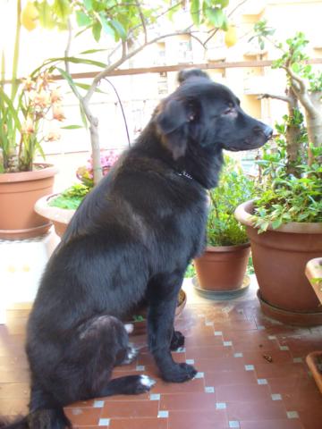 BEAR E LAIKA, due cagnoloni speciali - Foto 3