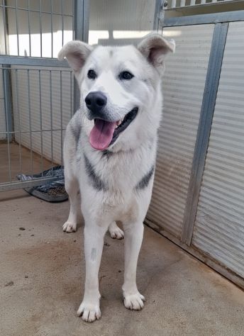 Oscar bellissimo mix husky in adozione
