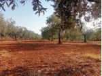 Uliveto in vendita a Castelvetrano