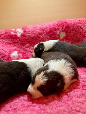 Border Collie cuccioli - Foto 4