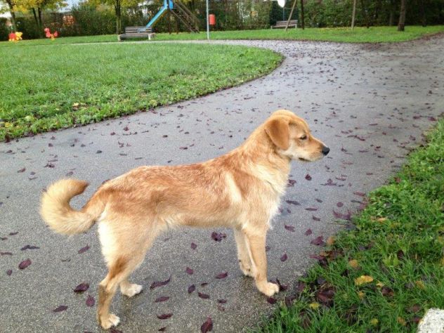 TONTO, affettuoso cagnolino coccolone - Foto 2