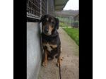 STILTON CERCA SALVEZZA CANE IN ADOZIONE