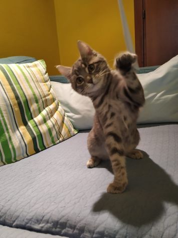 Gattini in Regalo - Foto 6