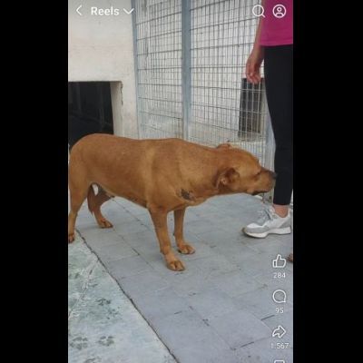 RED CERCA SALVEZZA CANE IN ADOZIONE - Foto 10