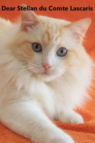 gattino dolcissimo razza Ragdoll - Foto 5