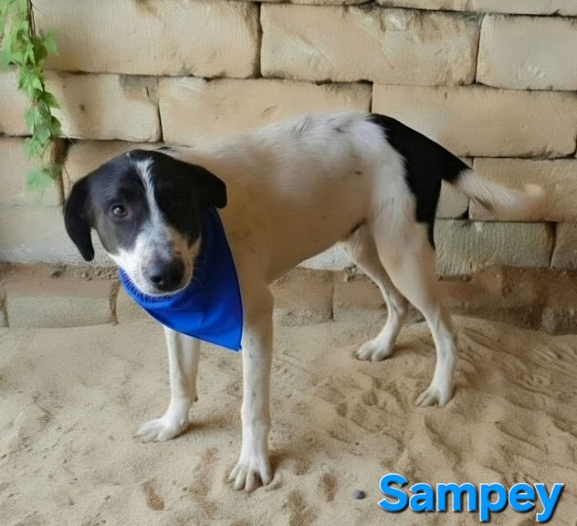 SAMPEY - Foto 10