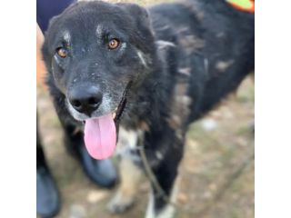 ARES CERCA LIBERTÀ E UNA FAMIGLIA TUTTA SUA SIMIL HUSKY CANE IN ADOZIONE