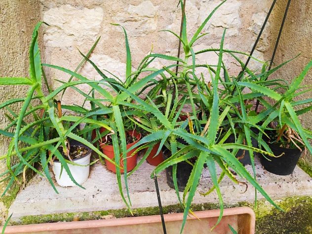 Aloe Arborescens in vaso - Foto 3