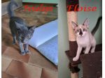 ELEOISE e PENELOPE, adorabili gattine in adozione!