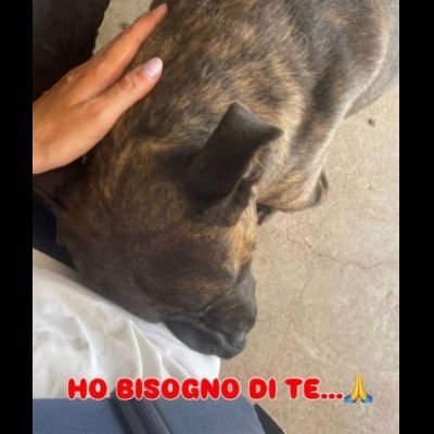 ZAZA'  straordinario dolce simpaticone cane in adozione - Foto 2