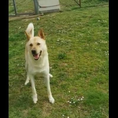 TAKESHI BELLO AFFETTUOSO CANE IN ADOZIONE - Foto 3