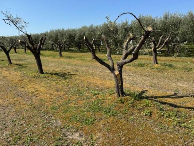Terreno agricolo in Vendita in zona COLIGNOLA con giardino - Foto 3