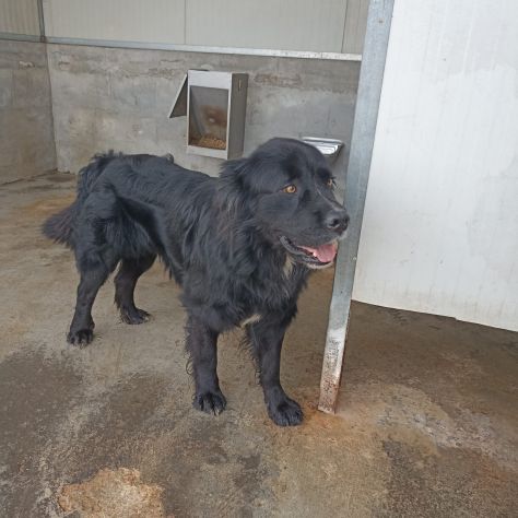 CANE IN ADOZIONE: NADAL, giovane simil terranova. - Foto 2