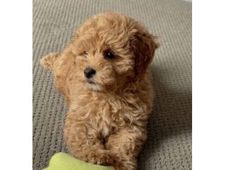 MALTIPOO CUCCIOLI DISPONIBILI - pagamento agevolato