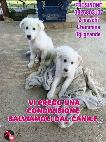 SPLENDIDI CUCCIOLI PMA IN ADOZIONE - Foto 6