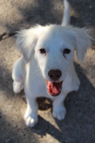Molly, cucciola cerca famiglia - Foto 3