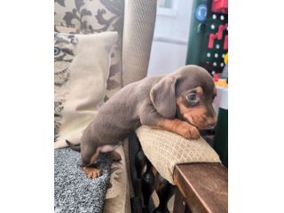 piccoli di bassotto