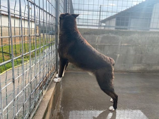 FAMMI USCIRE DA QUESTO BOX CANE IN ADOZIONE - Foto 10