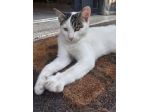 Tondo gattino