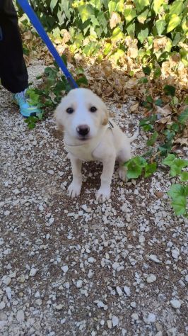 PUPA E LYAM, 2 MESI E MEZZO: DUE CANI STUPENDI ANCORA IN CANILE!! - Foto 8