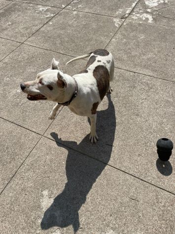 Pitbull adulta mollata 4anni fa,1occhio cieco, rinata,BUONISSIMA!CREMONA - Foto 3