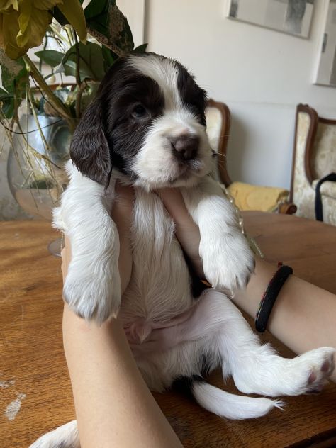 Cuccioli cocker - Foto 3