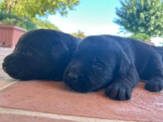 Cuccioli di Labrador Retriever con Pedigree