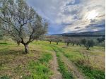 Uliveto in vendita a Catanzaro