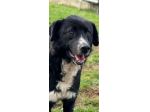 BENNY , UNA PICCOLA TENEREZZA, CANE IN ADOZIONE TG MEDIO CONTENUTA