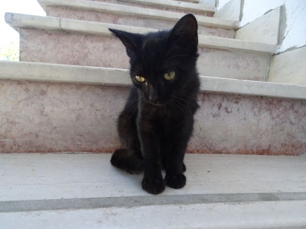 Gattina - Foto 2