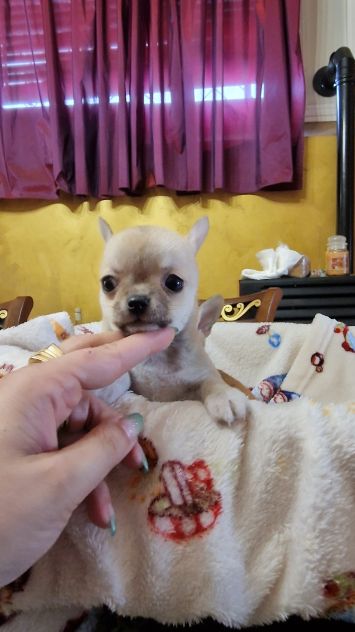 Cuccioli di chihuahua - Foto 3