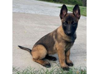 Cuccioli di Pastore Belga Malinois