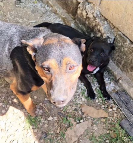 Eros e Bea due amici fedeli in adozione - Foto 3