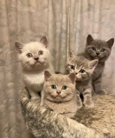 Cuccioli British Shorthair