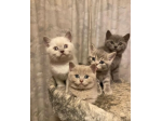 Cuccioli British Shorthair