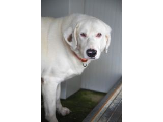 Blanche da cucciola vive in canile