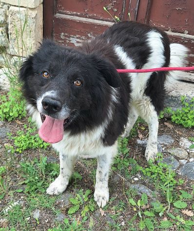 Cosmo 3 anni mix border collie - Foto 2
