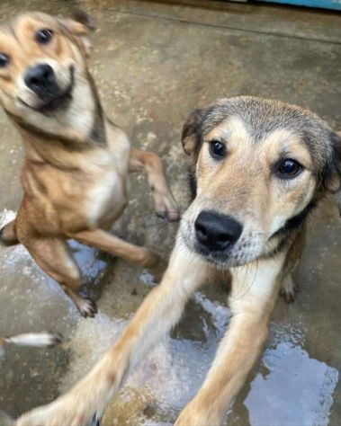 Kaya , Kimi e Koko - Foto 4