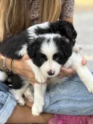Selezionati Border Collie con pedigree - Foto 8