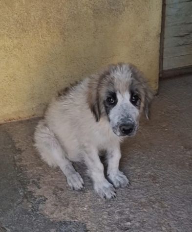 CUCCIOLE 4 MESI TAGLIA MEDIA GRANDE - Foto 2