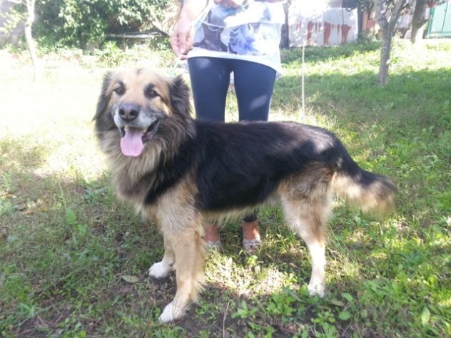 ARGO cerca casa URGENTE - Foto 2