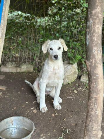 SALLY DELIZIOSA CUCCIOLA IN ADOZIONE - Foto 8