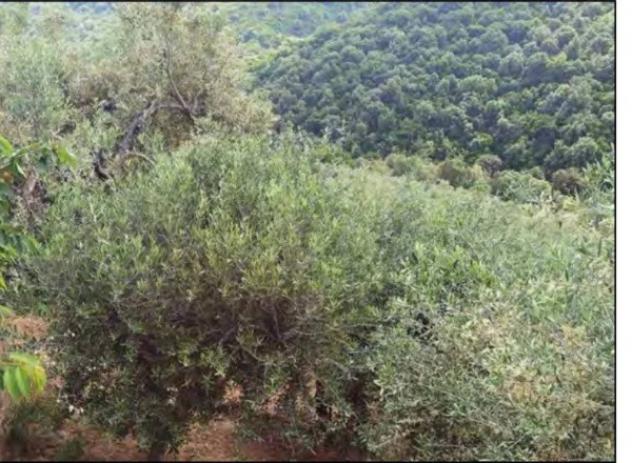 Immobile in asta di 561 m² con più di 5 locali in vendita a San Demetrio Corone - Foto 12