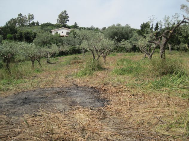 Terreno con uliveto Collesano (PA) - Foto 2