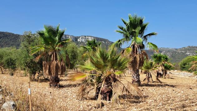Terreno in vendita a Priolo Gargallo - Foto 7