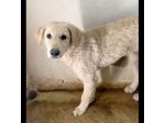 ETTORE L' OCCASIONE PER APRIRSI ALLA VITA CUCCIOLO IN ADOZIONE