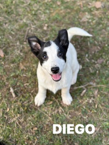 DIEGO, nanetto fifoncello. TG PICCOLA, zampacorta - Foto 4