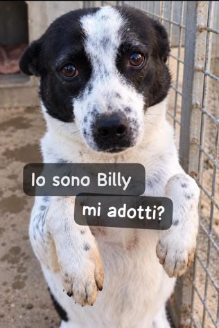BILLY 5 ANNI 10 kg circa