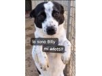 BILLY 5 ANNI 10 kg circa